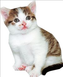 Γάτα στιφάδο… «με κοινή λογική»