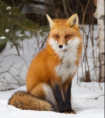 Ξεκινά το πρόγραμμα εμβολιασμού των αλεπούδων κατά της λύσσας