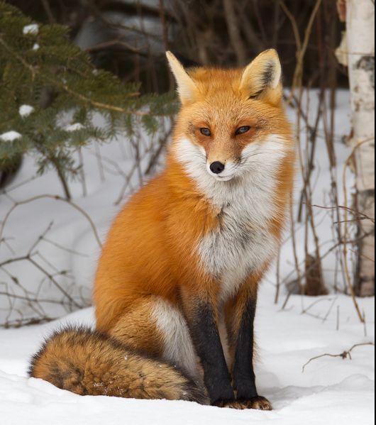 Ξεκινά το πρόγραμμα εμβολιασμού των αλεπούδων κατά της λύσσας
