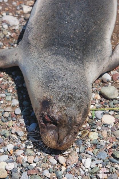 Με δυναμίτη σκότωσαν φώκια στη Σάμο