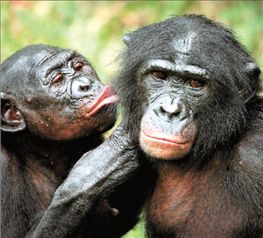 Οι πίθηκοι μπονόμπο  λένε όχι με… νεύματα