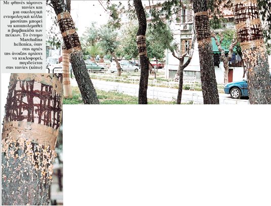 «Ετσι εξοντώσαμε τη βαμβακάδα των πεύκων»
