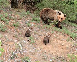 Οι αρκούδες άρχισαν τις ανοιξιάτικες βόλτες | tovima.gr