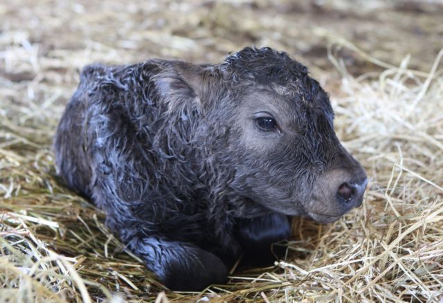 Εργοστάσιο κλώνων κατασκευάζεται στην Κίνα