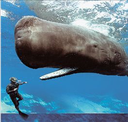 Οι φάλαινες «καθαρίζουν» την ατμόσφαιρα | tovima.gr