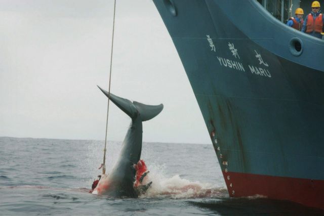 Παρά τις αντιδράσεις, Ιαπωνία και Νορβηγία ξεκινούν το ετήσιο κυνήγι φαλαινών
