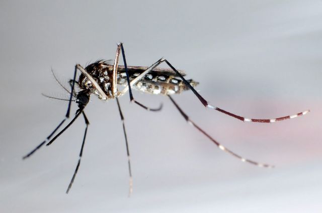 «Μεταλλαγμένα» κουνούπια στη Φλόριδα