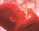 Εμβρυα «άτρωτα» στον πόνο | tovima.gr