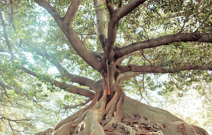 Τα μυστικά της υπερ-μακροβιότητας
