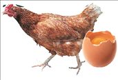 Η κότα έκανε το αβγό!