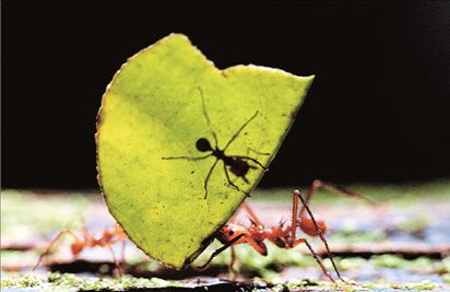 Μυρμήγκια σε ρόλο… τραπεζίτη!
