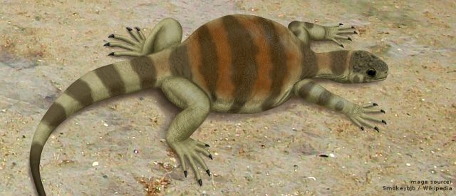 Η Εύα των θαλασσίων χελωνών