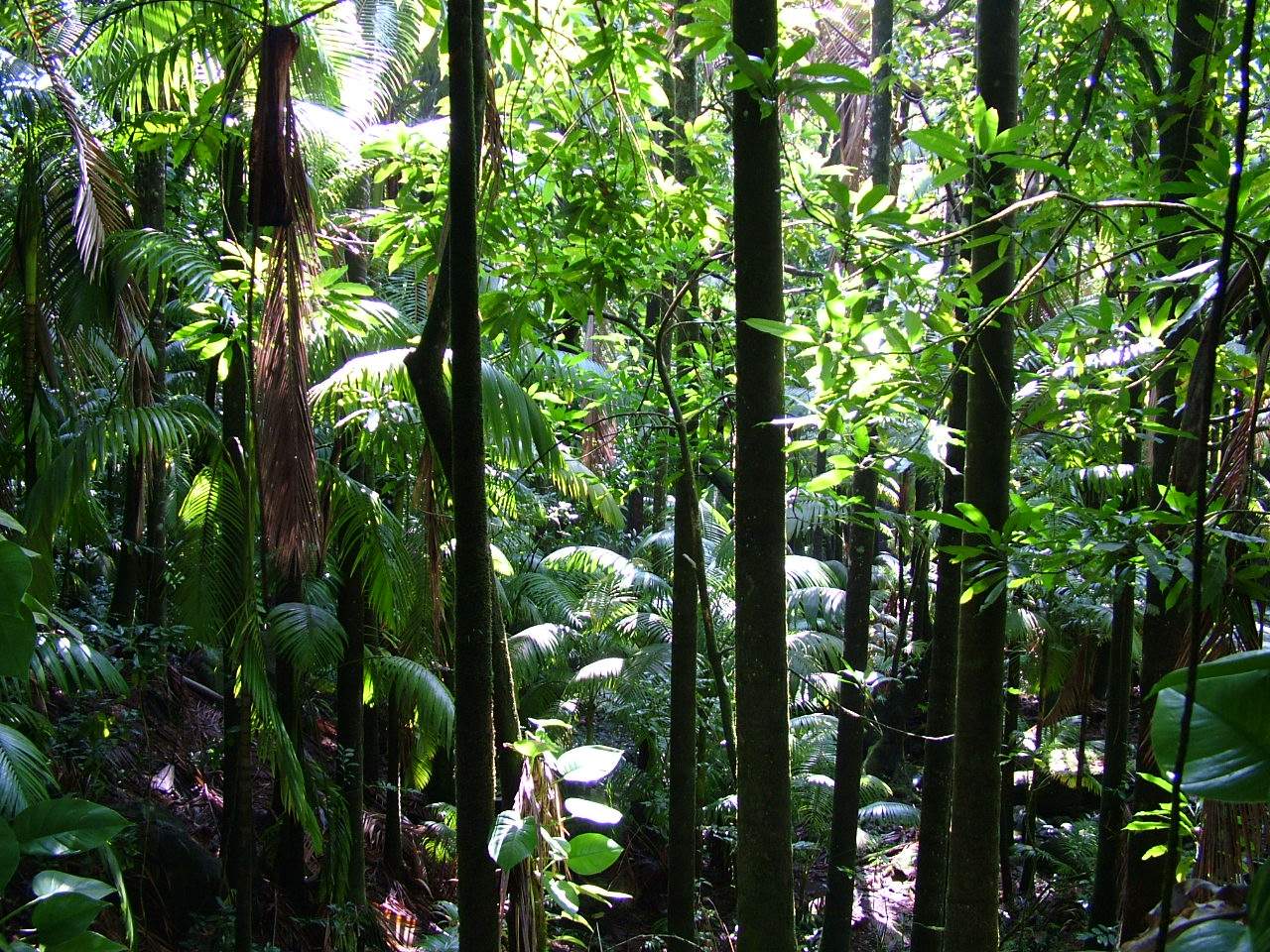 Γεμίζει ο «κουμπαράς» του Ισημερινού για να σωθεί τροπικό δάσος