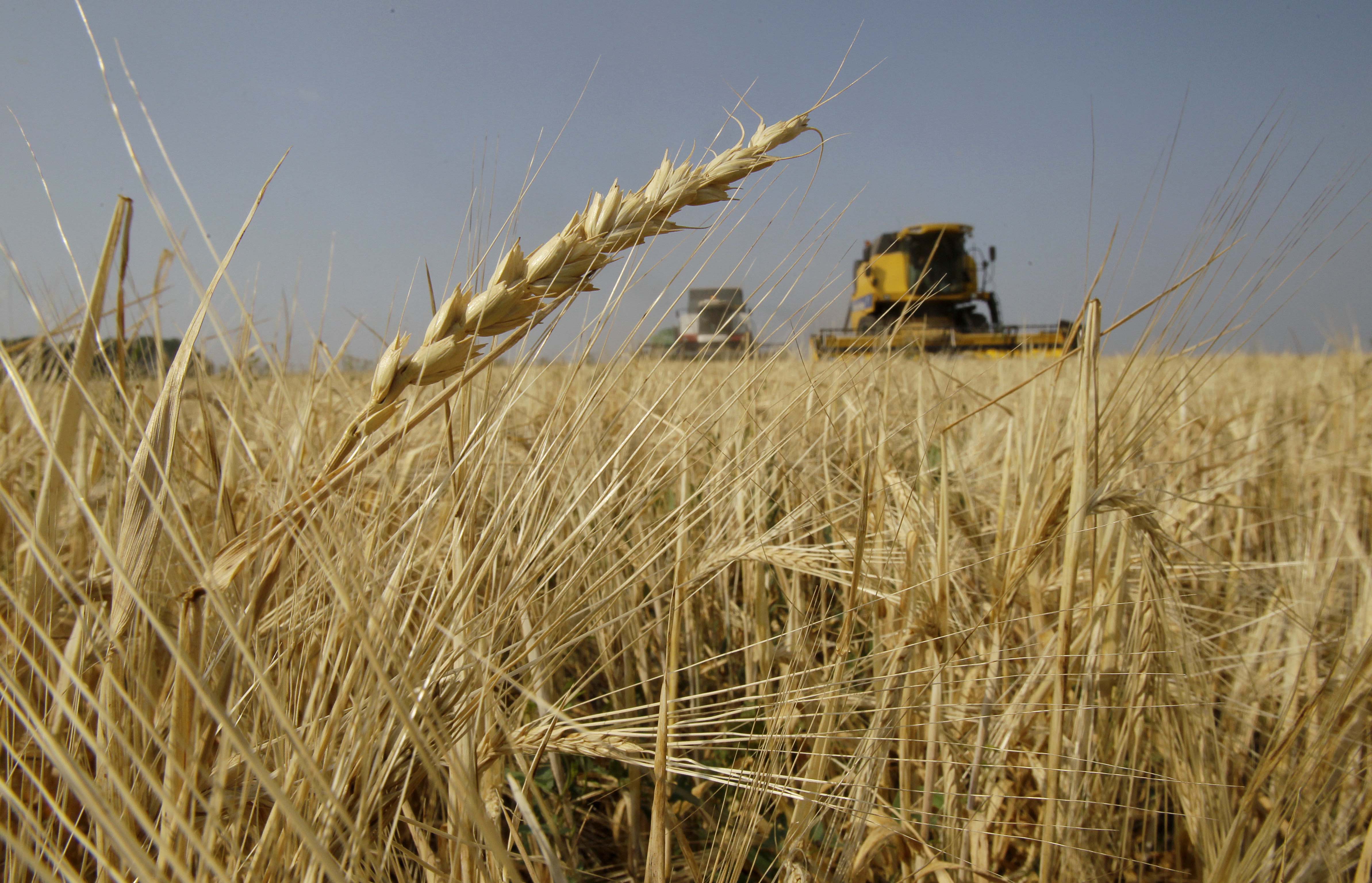 Hellastat: Παρατηρήθηκε αύξηση τιμής των γεωργικών προϊόντων το 2011
