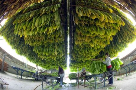 Αναβιώνει η καλλιέργεια καπνού στη χώρα μας