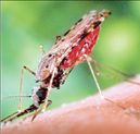 <b>Μολυσμένα κουνούπια </b>Ανησυχία για τον ιό του Νείλου