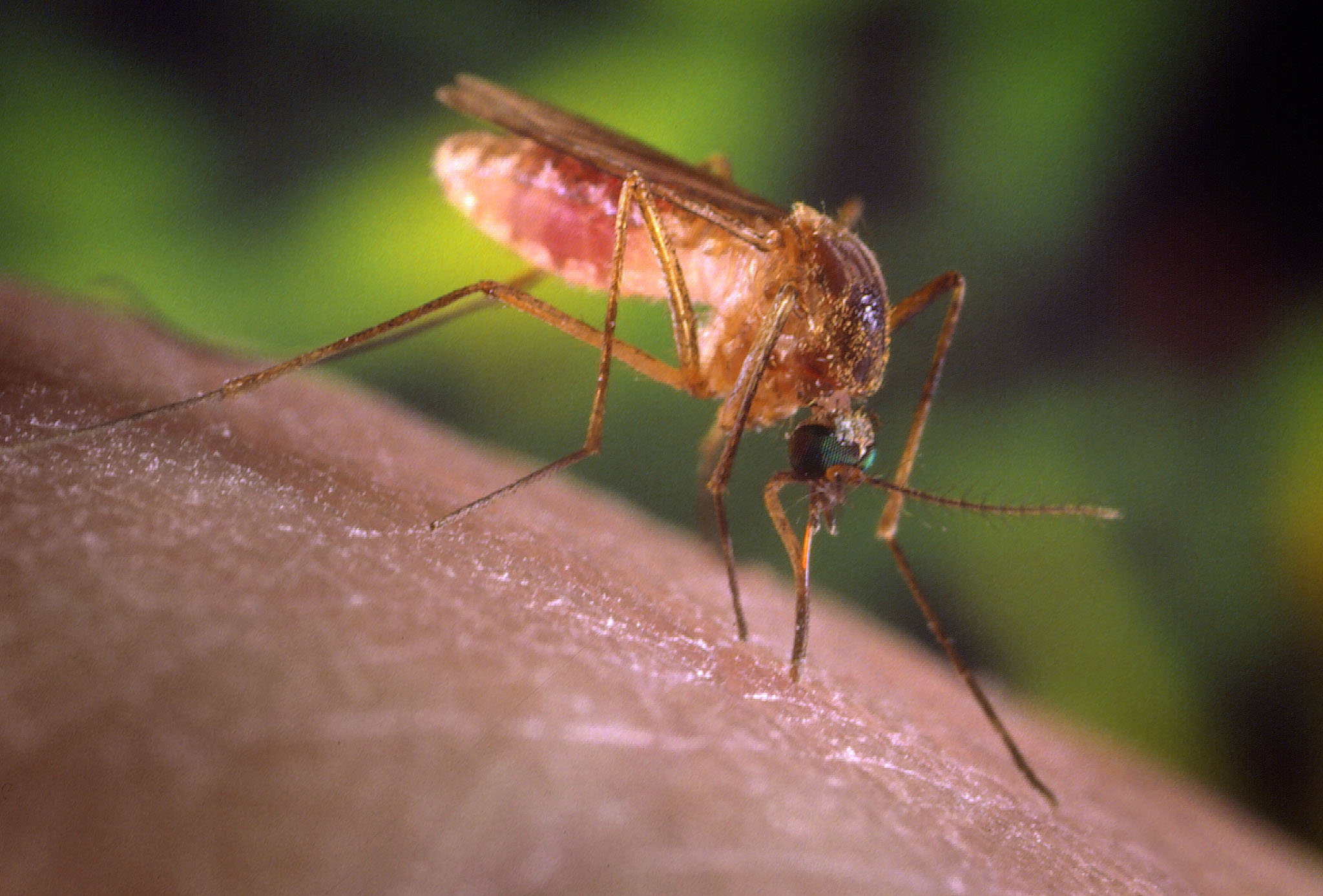<b>Θεσσαλονίκη-Πειραιάς</b>Ψεκασμοί κατά κουνουπιών για την αντιμετώπιση του ιού του Δ. Νείλου