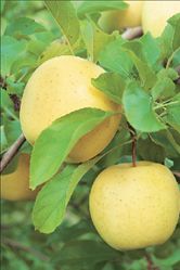 Από τα «χρυσά» στασούπερ υγιεινά μήλα | tovima.gr
