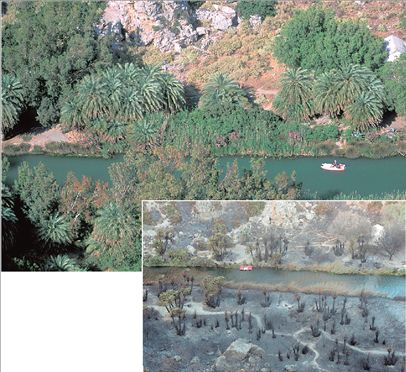 Πώς θα αναγεννηθεί το δάσος του Πρέβελη