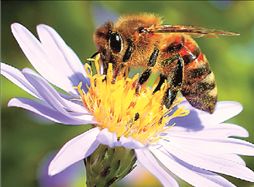 Τα φυτά θύματα της νόσουτων μελισσών | tovima.gr