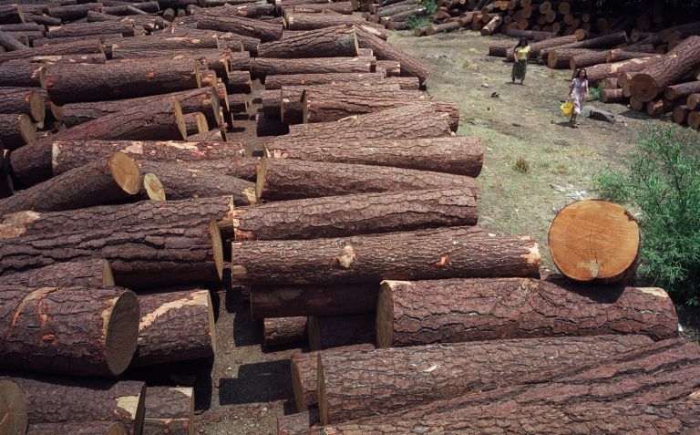 <b>Πολωνία</b> Η παράνομη υλοτομία «απειλεί το τελευταίο αρχέγονο δάσος της Ευρώπης» | tovima.gr