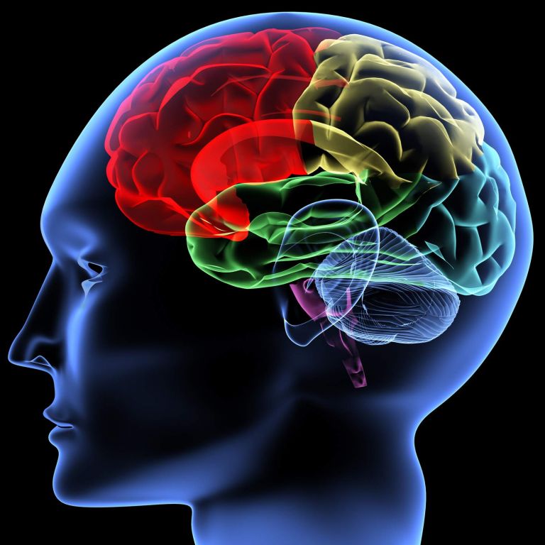 <b>Ανθρώπινος Εγκέφαλος </b> Συγκεκριμένη περιοχή του σχετίζεται με την ενδοσκόπηση και το στοχασμό | tovima.gr