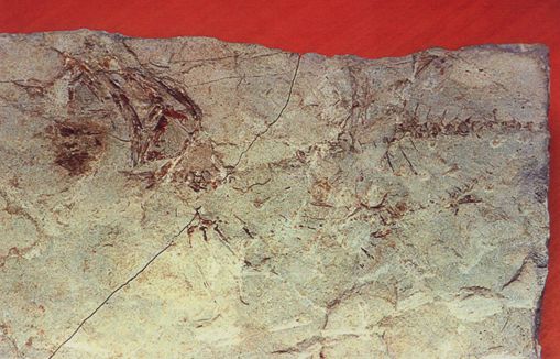 Μοναδικό απολίθωμα-πατημασιά σαρκοφάγου ζώου, βρέθηκε στην Κρήτη