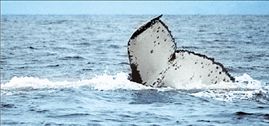 Φάλαινα κολύμπησε τον μισό πλανήτη για να βρει ταίρι