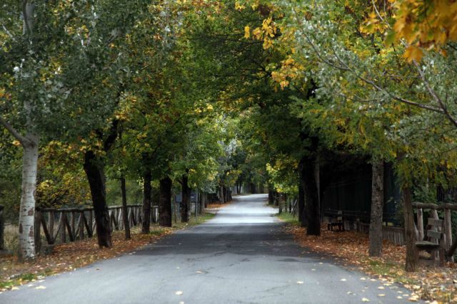 Η δασική γη βρήκε την αξία της