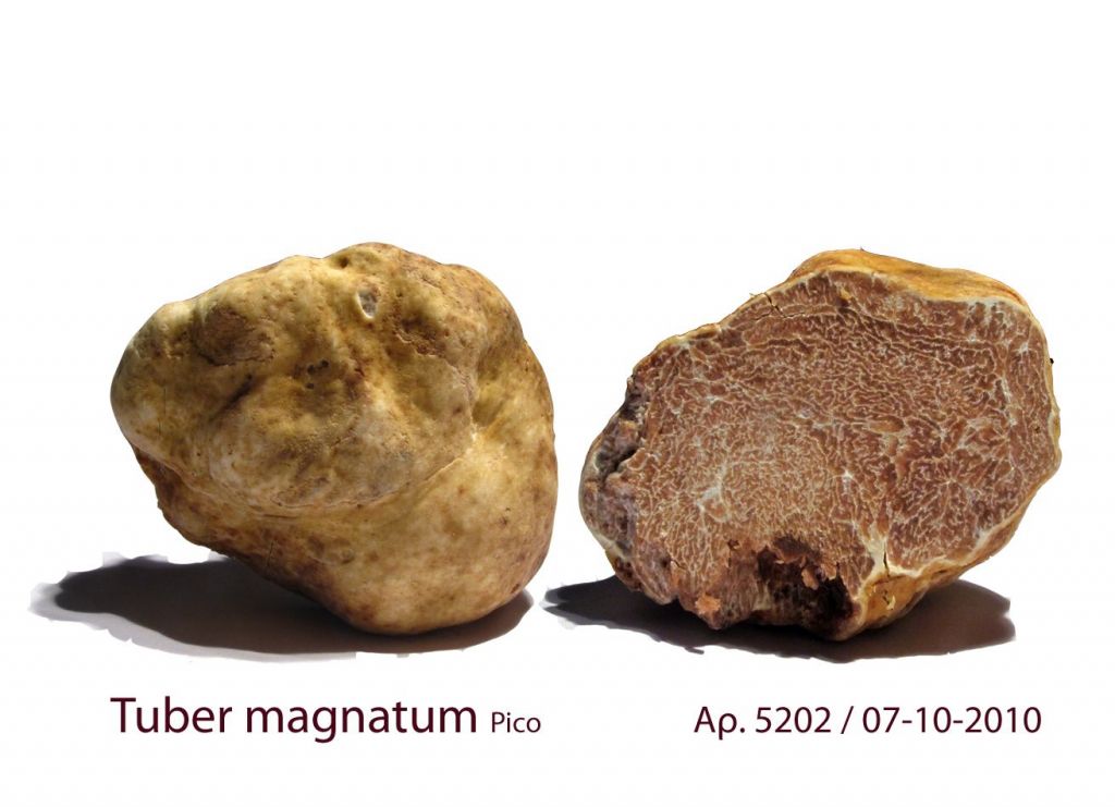 Τουρκία: Αστρονομικό πρόστιμο σε βάρος Ιταλού για λαθρεμπόριο τρούφας