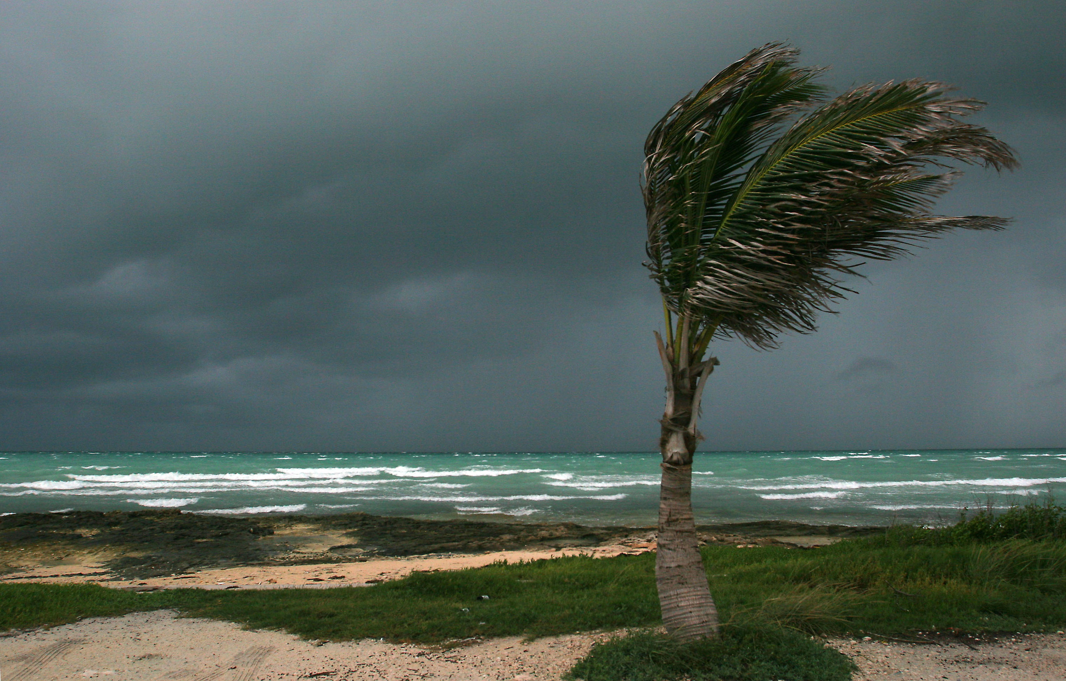 Ветер постоянно дующий от тропиков. Пальмы на ветру. Пальмы шторм. Пальма на море ветер. Ураган пальмы.