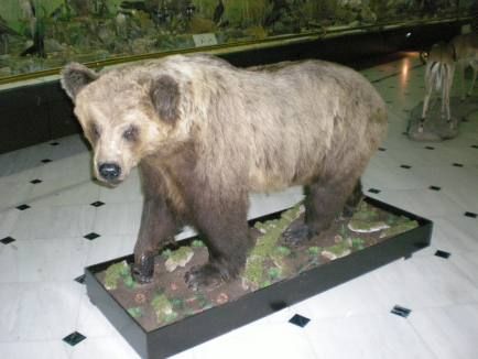 <b>Μουσείο Γουλανδρή </b>Αρκούδα «ζει» για δεύτερη φορά