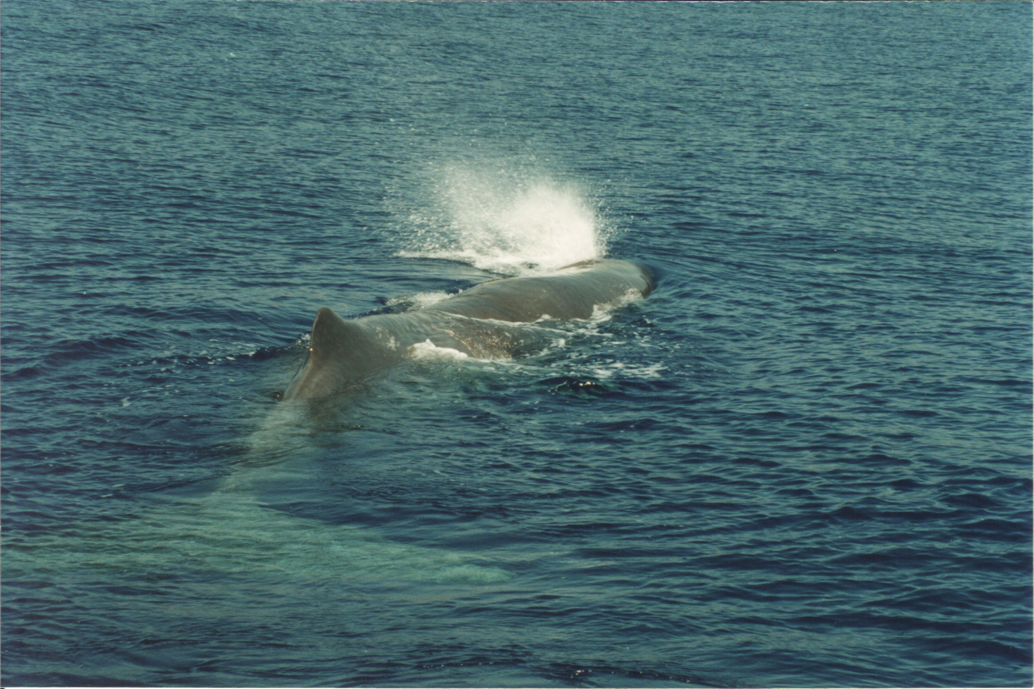 <b>Χανιά</b>Νεκρή φάλαινα στη θαλάσσια περιοχή Κισσάμου
