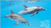 Ανθρωποι και δελφίνια άνοιξαν «κουβεντούλα»