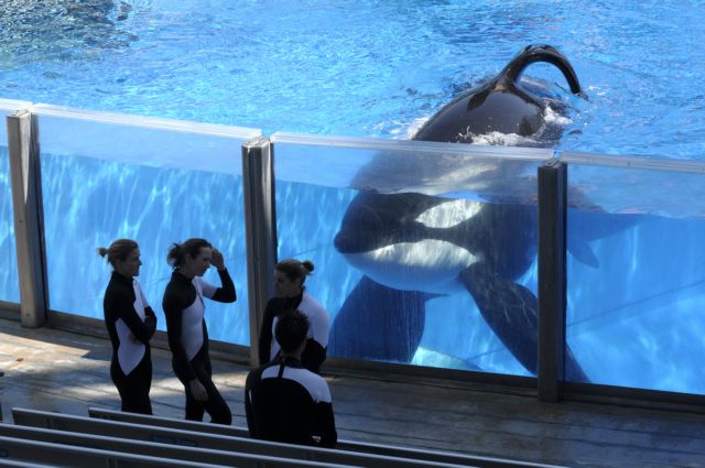 «Απελευθερώστε τις φάλαινες-δολοφόνους από τα θαλάσσια πάρκα»