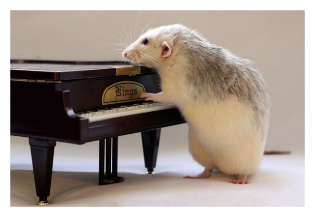 «Δεινοί» τραγουδιστές τα ποντίκια