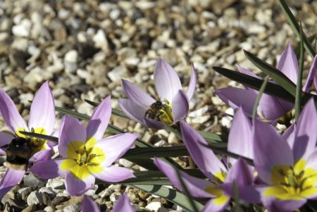 «Μελισσοκομική» επιδημία;