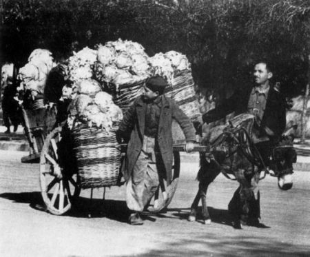 Βροχές και λάχανα στην κατοχική Αθήνα