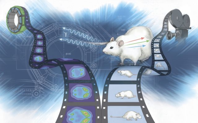 Μινι-τομογράφος αποκαλύπτει μυστικά του εγκεφάλου αρουραίων