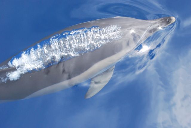 Τα ραντάρ κάνουν τις φάλαινες «αυτόχειρες» | tovima.gr