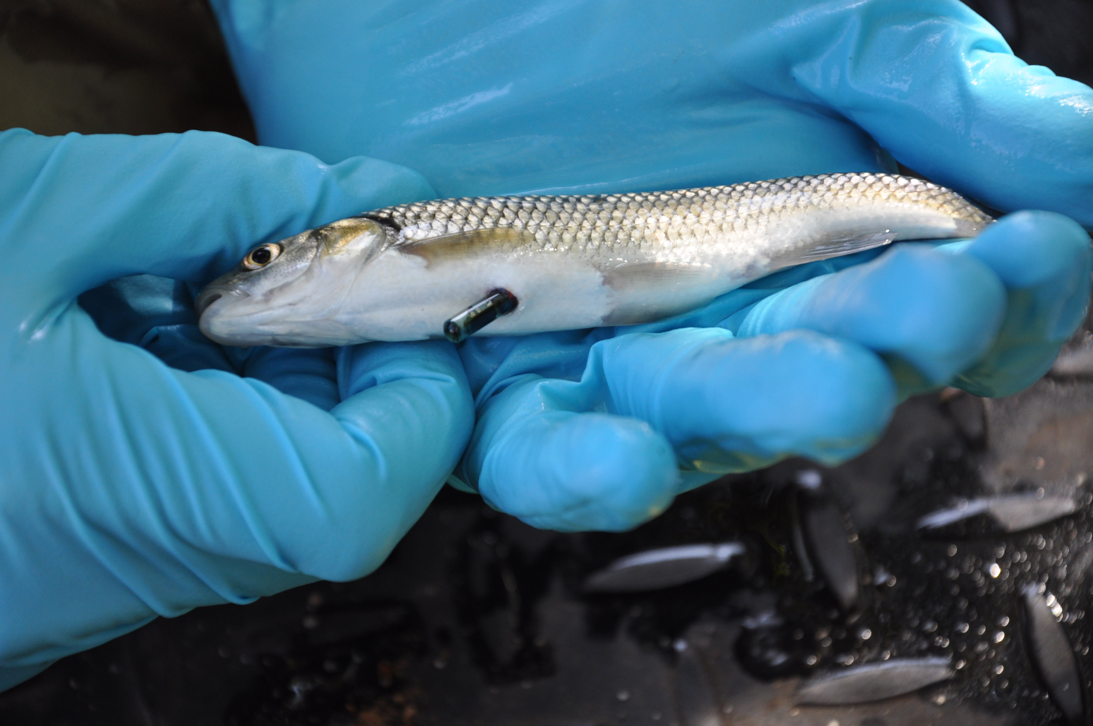 Φουκουσίμα: Ανιχνεύτηκε ραδιενέργεια σε ψάρια και σπανάκι
