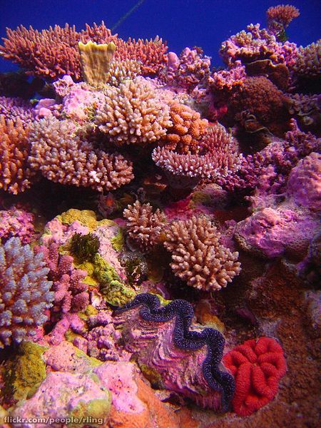 Τα κοράλλια μεταναστεύουν προς βορρά