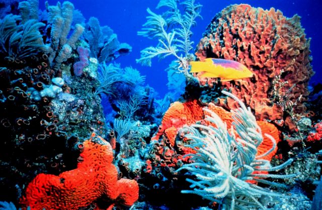 Κοράλλια 2.000 ετών στην πετρελαιοκηλίδα