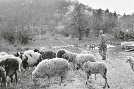Ο ιός σώζει τα αρνάκια και… σταυρώνει τους κτηνοτρόφους