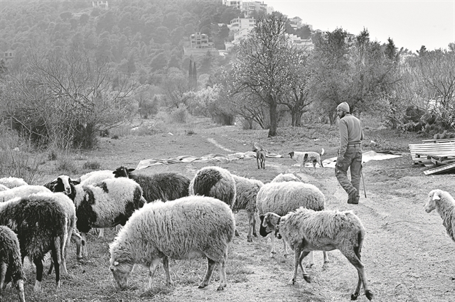 Ο ιός σώζει τα αρνάκια και… σταυρώνει τους κτηνοτρόφους