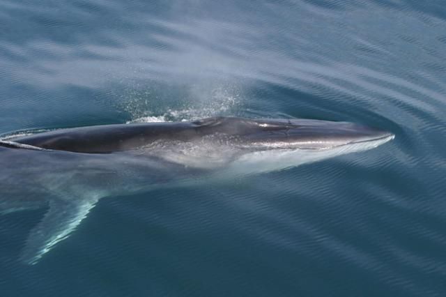 Τα σουξέ της …μεγάπτερης φάλαινας