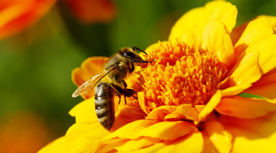 Ο ύπουλος εχθρός των μελισσών