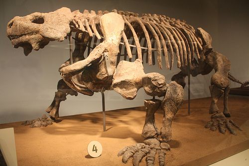 Απολιθωμένο ερπετό με …τερηδόνα