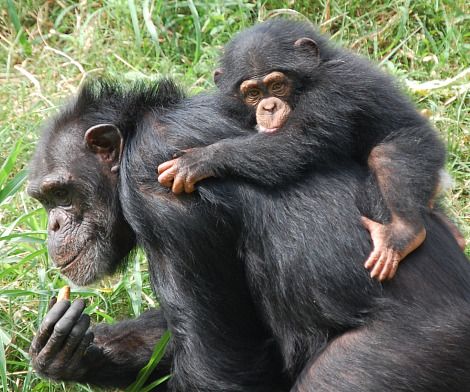 Οι χιμπαντζήδες γεννούν …ανθρώπινα