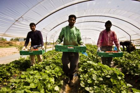 Ευρωβουλή:«Δίχτυ προστασίας» για τους εργάτες της φράουλας